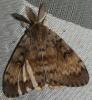 Lymantria dispar